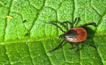 Protecting Pets (and People) from Fleas and Ticks in Oregon
