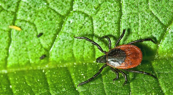 Protecting Pets (and People) from Fleas and Ticks in Oregon