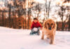 Winter Wellness for Pets: