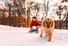 Winter Wellness for Pets: