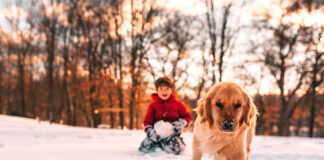 Winter Wellness for Pets: