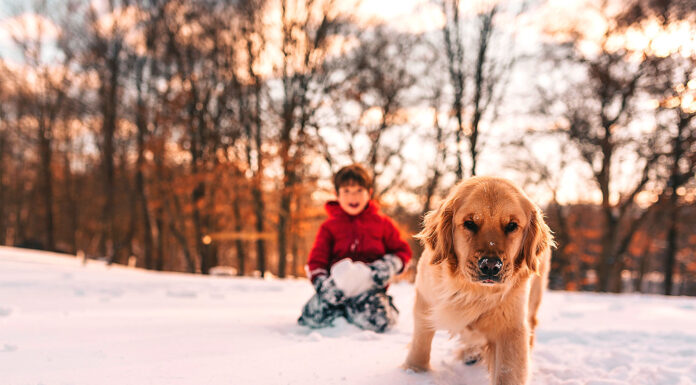 Winter Wellness for Pets: