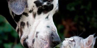 Starting the New Year Off Right: Healthy Habits for Pets in 2026