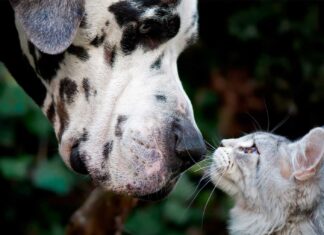 Starting the New Year Off Right: Healthy Habits for Pets in 2026