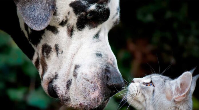 Starting the New Year Off Right: Healthy Habits for Pets in 2026