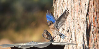 Help Save the Western Bluebird: Local Recovery Project Seeks Volunteers