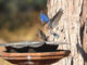 Help Save the Western Bluebird: Local Recovery Project Seeks Volunteers