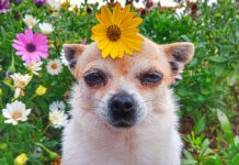 Pet Talk: Is It Really the Food?