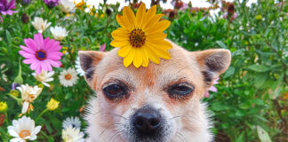 Pet Talk: Is It Really the Food?