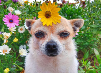 Pet Talk: Is It Really the Food?