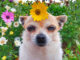 Pet Talk: Is It Really the Food?