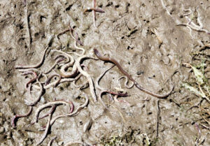 Lamprey left exposed in the Winchester Reservoir in 2023 while the Winchester Dam underwent repair. (Photo courtesy of Oregon Department of Fish and Wildlife)