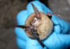 Deadly fungal disease that attacks bats detected for first time in Oregon A northern long-eared bat with white nose syndrome. (Photo by Steve Taylor, University of Illinois/U.S. Fish and Wildlife Service)
