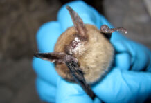 Deadly fungal disease that attacks bats detected for first time in Oregon A northern long-eared bat with white nose syndrome. (Photo by Steve Taylor, University of Illinois/U.S. Fish and Wildlife Service)