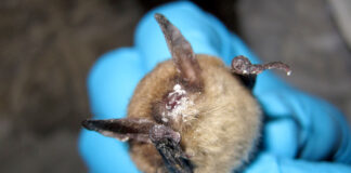 Deadly fungal disease that attacks bats detected for first time in Oregon A northern long-eared bat with white nose syndrome. (Photo by Steve Taylor, University of Illinois/U.S. Fish and Wildlife Service)