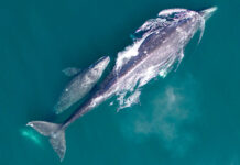 What Whale Watching Week in Oregon can tell us about climate change From Astoria to Brookings, volunteers and state park rangers this week from 10 a.m. to 1 p.m. are stationed at 15 locations to help visitors spot whales and answer questions during Whale Watching Week. (Courtesy of National Oceanic and Atmospheric Administration)