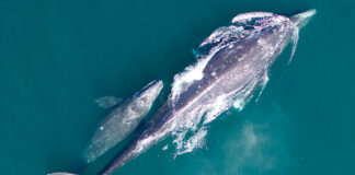 What Whale Watching Week in Oregon can tell us about climate change From Astoria to Brookings, volunteers and state park rangers this week from 10 a.m. to 1 p.m. are stationed at 15 locations to help visitors spot whales and answer questions during Whale Watching Week. (Courtesy of National Oceanic and Atmospheric Administration)