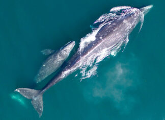 What Whale Watching Week in Oregon can tell us about climate change From Astoria to Brookings, volunteers and state park rangers this week from 10 a.m. to 1 p.m. are stationed at 15 locations to help visitors spot whales and answer questions during Whale Watching Week. (Courtesy of National Oceanic and Atmospheric Administration)