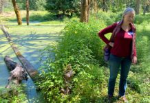 City Council vote protects Tualatin River wetlands, forcing Fischer Road to reroute Carla Bankston standing near a pond covered in green duckweed on the conserved 13-acre wildlife preserve in Tigard.