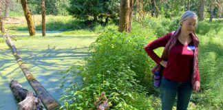 City Council vote protects Tualatin River wetlands, forcing Fischer Road to reroute Carla Bankston standing near a pond covered in green duckweed on the conserved 13-acre wildlife preserve in Tigard.
