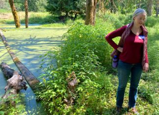 King City City Council vote protects Tualatin River wetlands, forcing Fischer Road to reroute Carla Bankston standing near a pond covered in green duckweed on the conserved 13-acre wildlife preserve in Tigard.