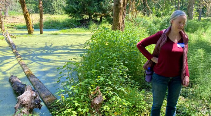 King City City Council vote protects Tualatin River wetlands, forcing Fischer Road to reroute Carla Bankston standing near a pond covered in green duckweed on the conserved 13-acre wildlife preserve in Tigard.