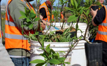 How incarcerated Oregon youth are helping restore native plants and forests Incarcerated youth at Camp Tillamook remove weeds from plants at the Tillamook Estuaries Partnership’s native plant nursery attached to the facility’s campus.