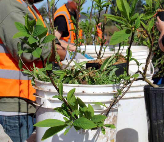 How incarcerated Oregon youth are helping restore native plants and forests Incarcerated youth at Camp Tillamook remove weeds from plants at the Tillamook Estuaries Partnership’s native plant nursery attached to the facility’s campus.