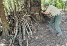 Ranger Jordan ‘asks nicely’ in Tigard park rounds Tigard Park Ranger Jordan Porter recently documents a structure made of wood branches around the trunk of a Douglas fir tree. It was not immediately clear whether kids set up the structure as a play fort or others tried to use it as a camp shelter.