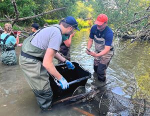 Tualatin Soil and Water Conservation District Invasive Species Coordinator Tyler Pederson removes an invasive sucker fish from a turtle trap on June 24, 2026.