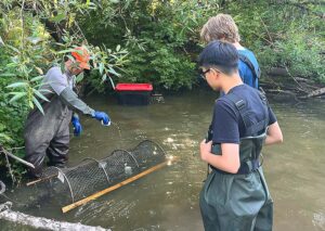 Tualatin Soil and Water Conservation District Invasive Species Technician "christening" a turtle trap with sardine juice on June 24, 2026.