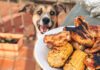 Grill Thrills, Pet Spills: BBQ Safety for Dogs and Cats A dog looking at grilled chicken and corn.