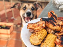 Grill Thrills, Pet Spills: BBQ Safety for Dogs and Cats A dog looking at grilled chicken and corn.