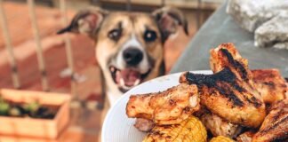 Grill Thrills, Pet Spills: BBQ Safety for Dogs and Cats A dog looking at grilled chicken and corn.