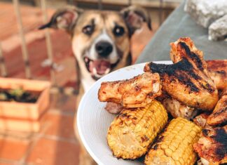 Grill Thrills, Pet Spills: BBQ Safety for Dogs and Cats A dog looking at grilled chicken and corn.