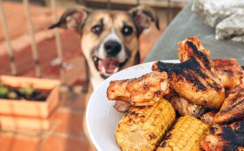 Grill Thrills, Pet Spills: BBQ Safety for Dogs and Cats A dog looking at grilled chicken and corn.