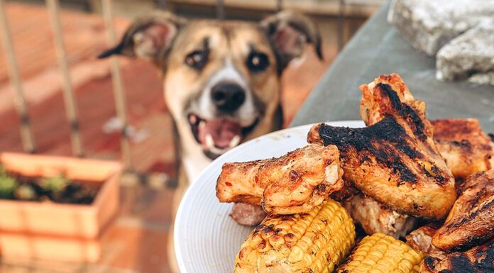 Grill Thrills, Pet Spills: BBQ Safety for Dogs and Cats A dog looking at grilled chicken and corn.