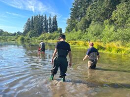 Summerlake Park Turtle Project Helps Improve Water Quality Tualatin Soil and Water Conservation District staff and others check traps on June 24, 2026.