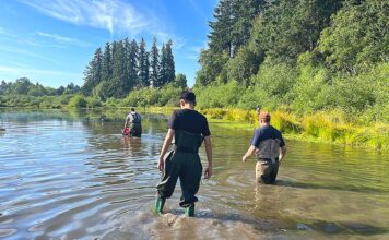 Summerlake Park Turtle Project Helps Improve Water Quality Tualatin Soil and Water Conservation District staff and others check traps on June 24, 2026.
