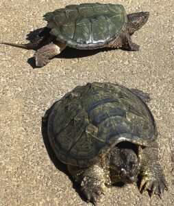 Summerlake Turtles