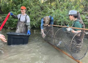Tualatin Soil and Water Conservation District staff and others check traps on June 24, 2026.