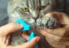 Happy Feet, Healthier Pets: Why Nail Care Matters A cat getting a nail trim