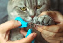 Happy Feet, Healthier Pets: Why Nail Care Matters A cat getting a nail trim