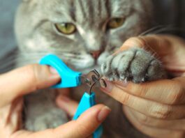 Happy Feet, Healthier Pets: Why Nail Care Matters A cat getting a nail trim