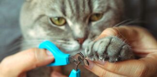 Happy Feet, Healthier Pets: Why Nail Care Matters A cat getting a nail trim