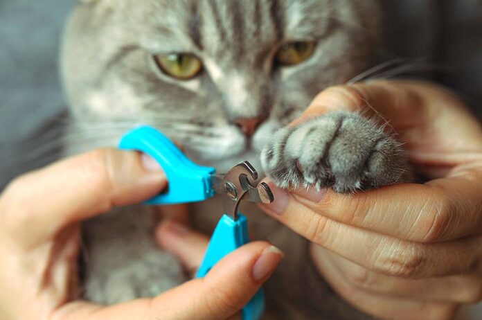 A cat getting a nail trim