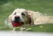 Making a Splash Safely: Water Safety for Oregon Pets A dog swimming