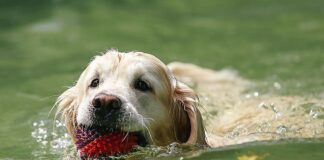 Making a Splash Safely: Water Safety for Oregon Pets A dog swimming