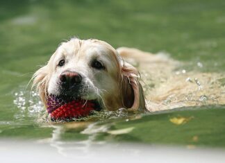 Making a Splash Safely: Water Safety for Oregon Pets A dog swimming