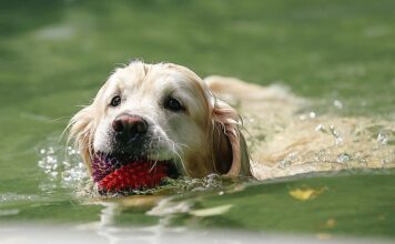 Making a Splash Safely: Water Safety for Oregon Pets A dog swimming